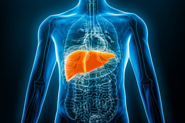 Healthy Liver 