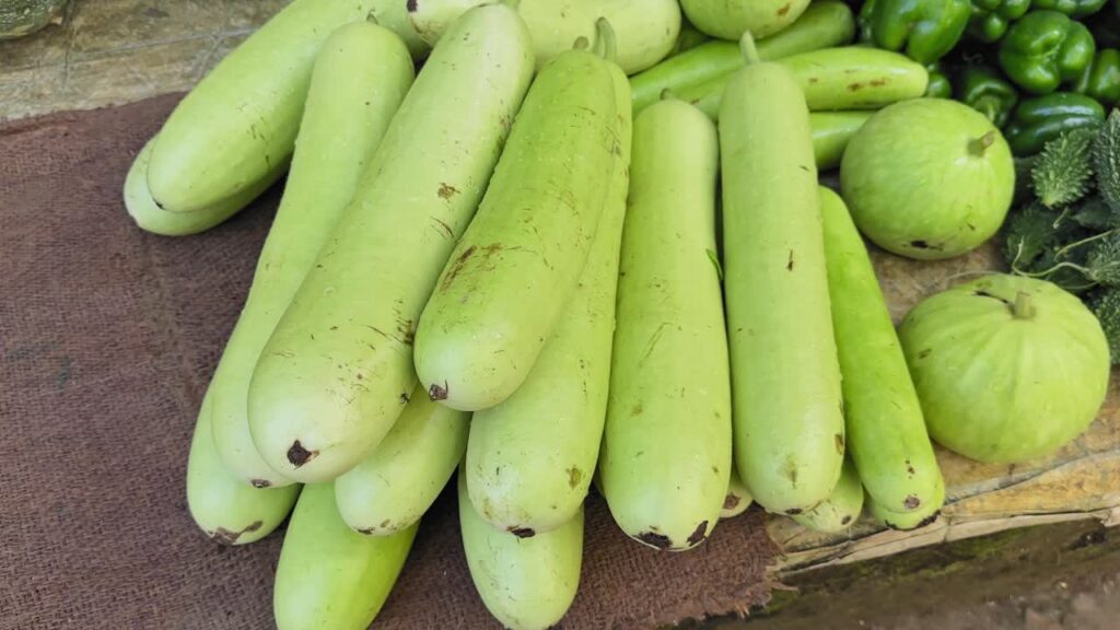 Bottle Gourd 